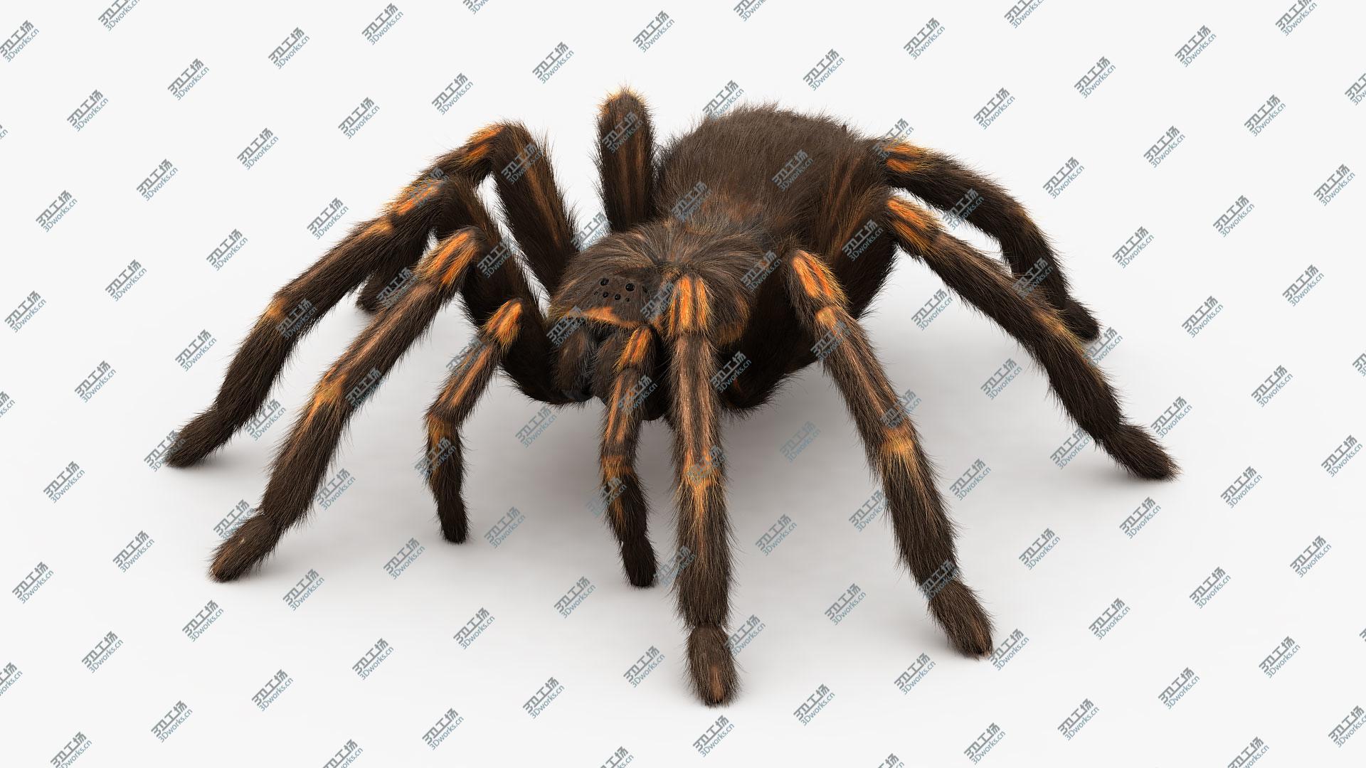 images/goods_img/20210313/Tarantula, Rigged, Animated, 4K PBR Textures 3D/1.jpg